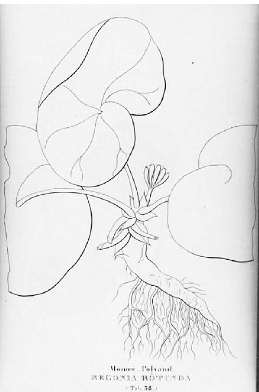 B. rotunda